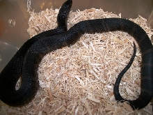 Black Pine 1