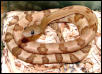 Blonde Trans Pecos Rat Snake
