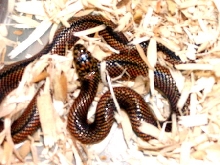 goini 3