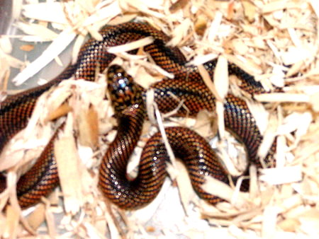goini 3