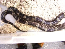 goini5