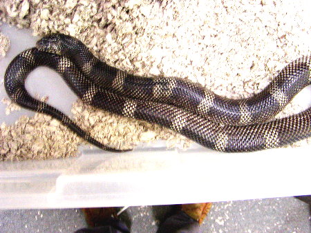 goini5
