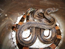 Blotched King Pair