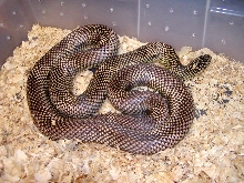 Goini 3