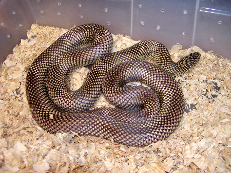 Goini 3