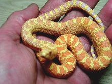 Albino Bull - Trumbower line
