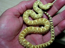 yellow hypo bull