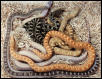 Bullsnake Morphs