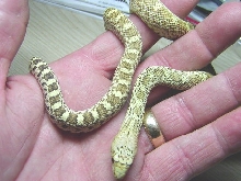 Normal Hypo Bull