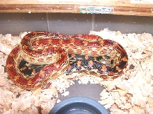 cape gopher