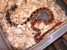 Cape Gopher 2