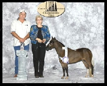 Miniature Horse - Cherryville Rio's Impressive Comment