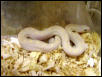 albino white sided bull