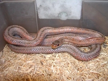 Comstock Bairds Rat Snake