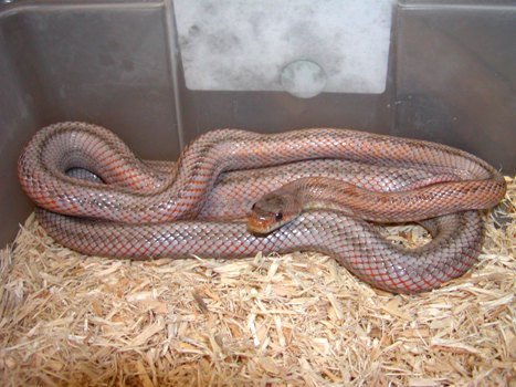 Comstock Bairds Rat Snake
