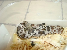 hatchling deppei deppei