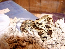 Deppei Deppei Hatchling 2004-2