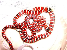 Knoblocki - Mexican Mountian Kingsnake