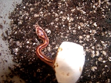 Cherryville Farm's First Tessera