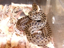 Normal Pacific Gopher
