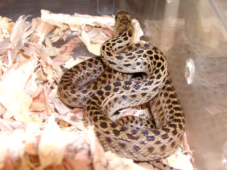 Normal Pacific Gopher