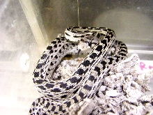 Axthanic Pacific Gopher