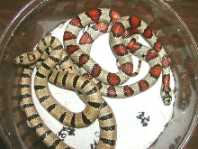 Greeri Kings Adult pair