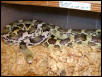 Durango Mountain Gopher Snake