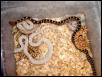 Bull snake- color morphs