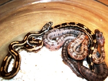Bairds and Gulf Hammock Rats