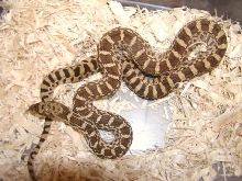 Het for Albino Bull Christine locale