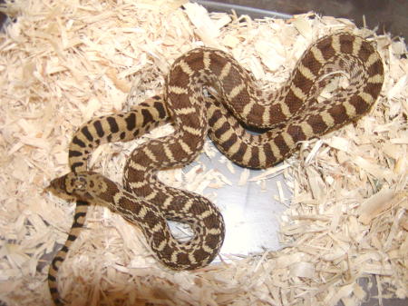 Het for Albino Bull Christine locale