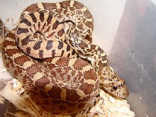 Het for albino S. Texas bull