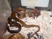 African House snakes