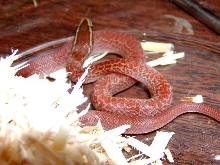African House Snake