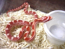 Hurricane Sunglow Motley Corn