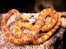 Hybino Sonoran Gopher