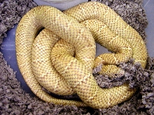 Hypo Brooksi King