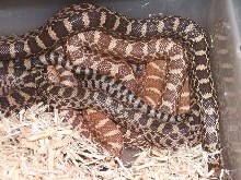 Ultra Hypo Bull Hatchlings