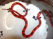 Hypo Honduran 2008 female