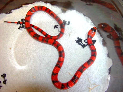 Hypo Honduran 2008 female