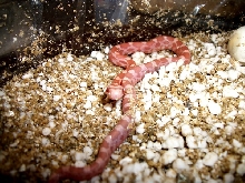 Hypo plasma corn