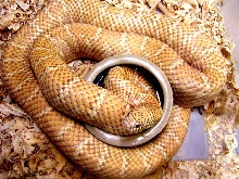 hypo Brooksi Kingsnake