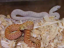 Hypo Bull