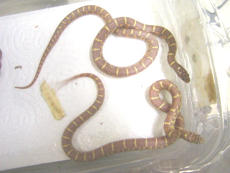 Albino Florida King