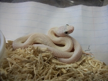 Leucistic Texas Rat Snake