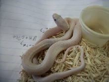 Leucistic Texas Rat Male