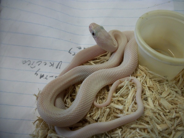Leucistic Texas Rat Male