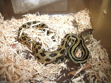 Liined Gopher Snake