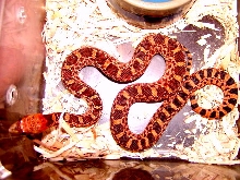 Red Phase Amirrillo Bull Snake